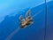 2026 Dodge Charger CHARGER SCAT PACK 4-DOOR AWD
